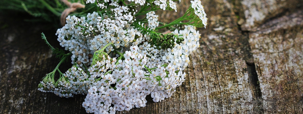 Yarrow για αιμορροΐδες - Αποτελεσματική φυσική λύση