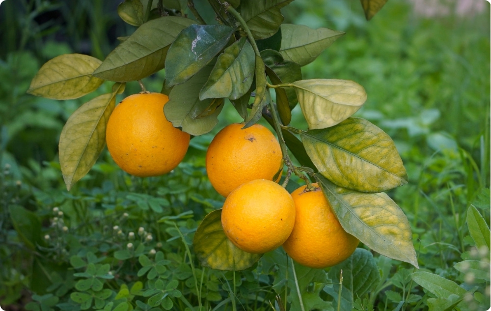 Σε τι βοηθάει το αιθέριο έλαιο Κλημεντίνη?