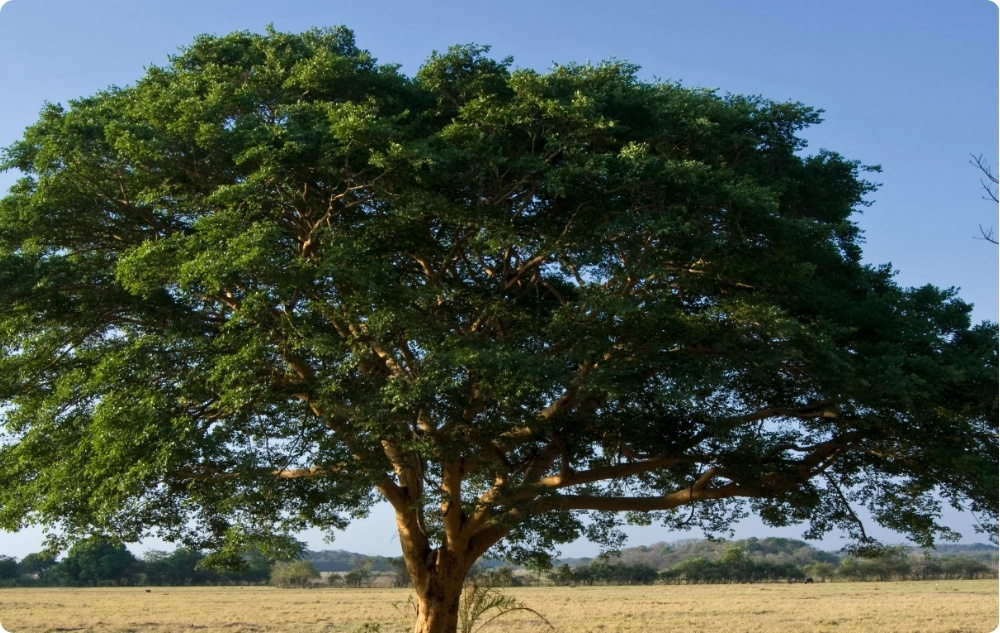 Σε τι βοηθάει το αιθέριο έλαιο Copaiba?