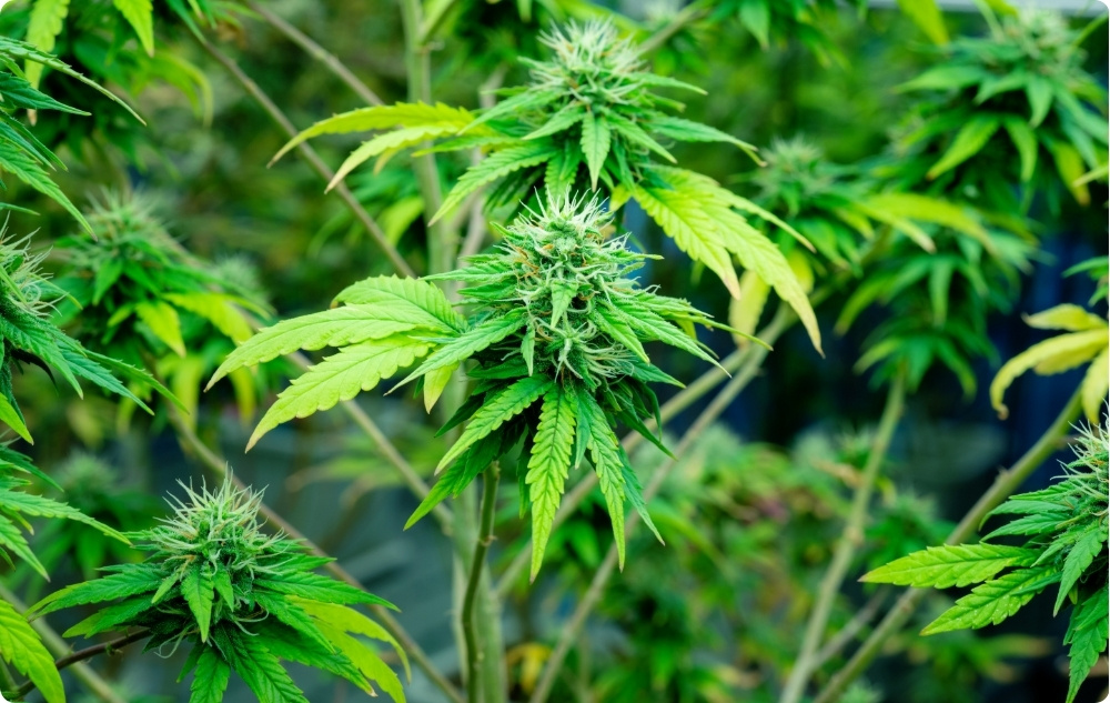 Σε τι βοηθάει το έλαιο Σπόροι Κάνναβης?