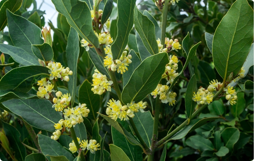 Σε τι βοηθάει το αιθέριο έλαιο Δάφνης?