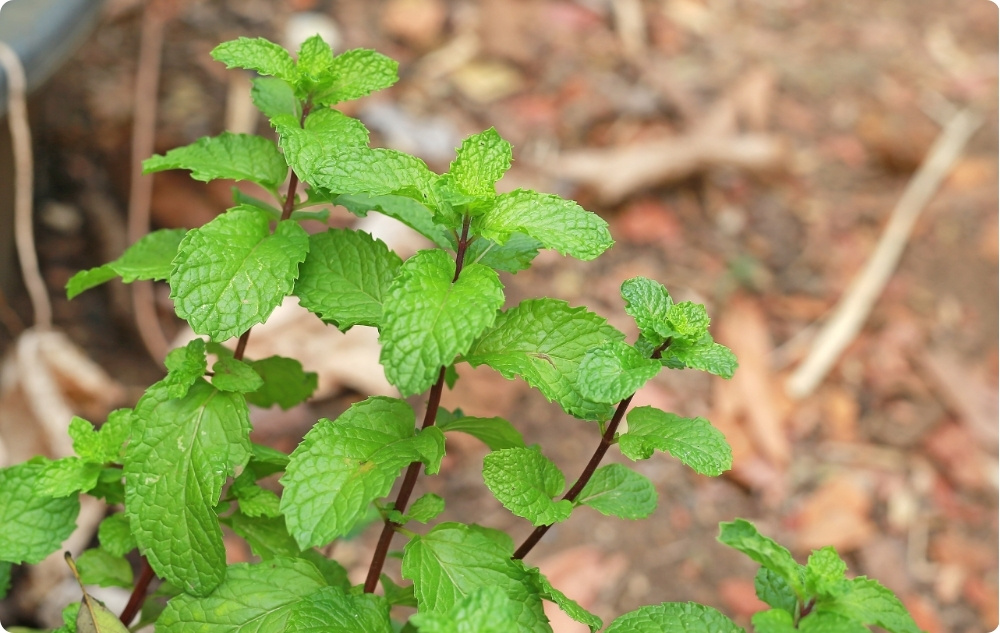 Σε τι βοηθάει το ανθόνερο Μελισσόχορτου?