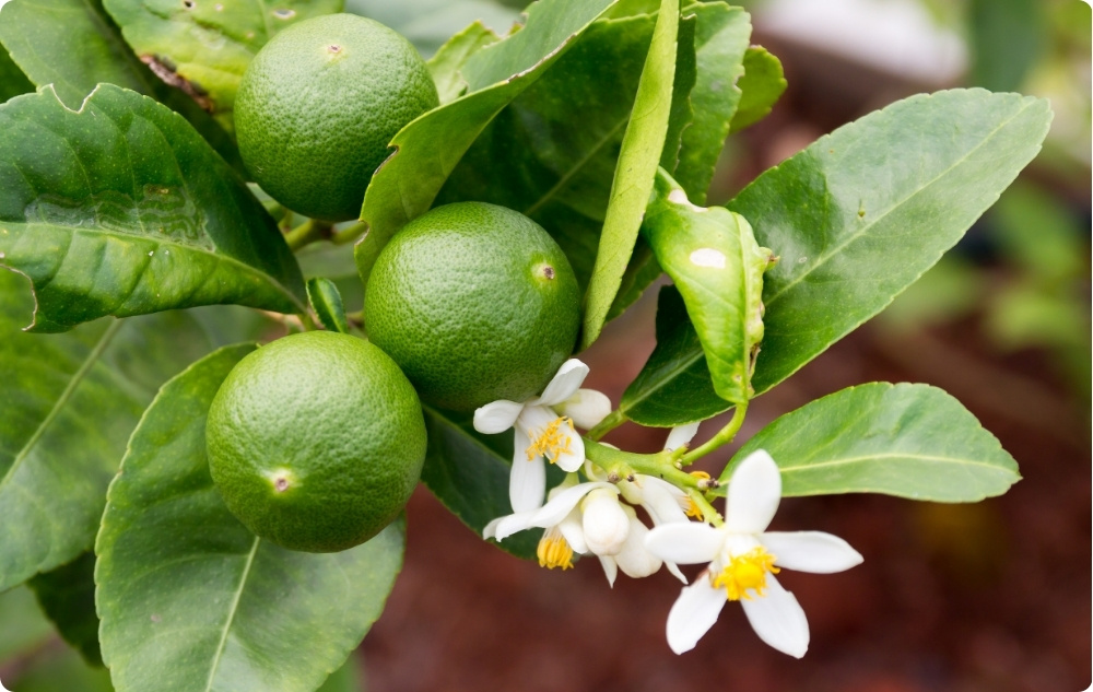 Σε τι βοηθάει το αιθέριο έλαιο Λάιμ?
