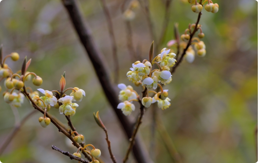 Σε τι βοηθάει το αιθέριο έλαιο Litsea Cubeba?