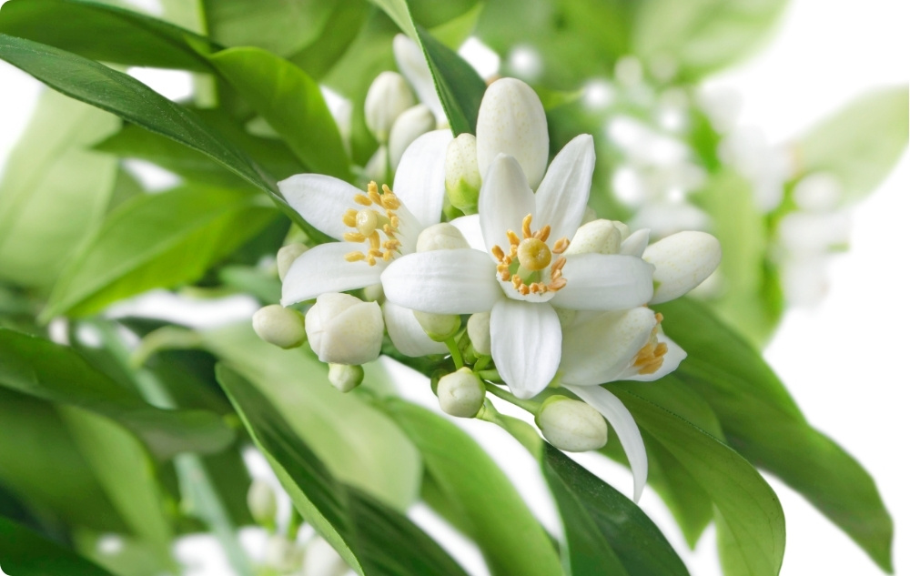 Σε τι βοηθάει το αιθέριο έλαιο Νέρολι?