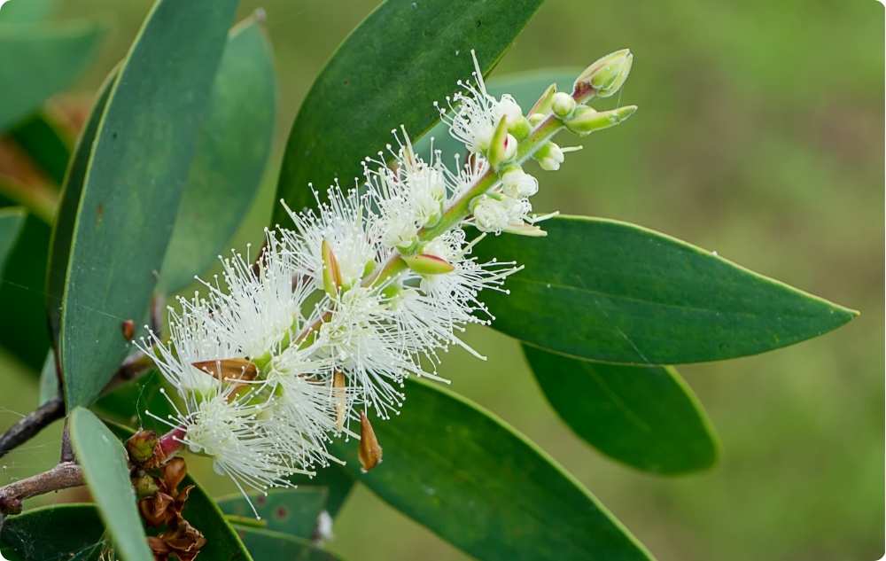 Σε τι βοηθάει το αιθέριο έλαιο Νιαούλι?