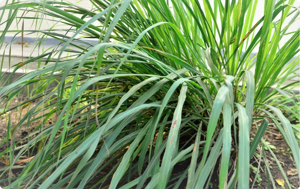 Σε τι βοηθάει το αιθέριο έλαιο Παλμαρόζα?