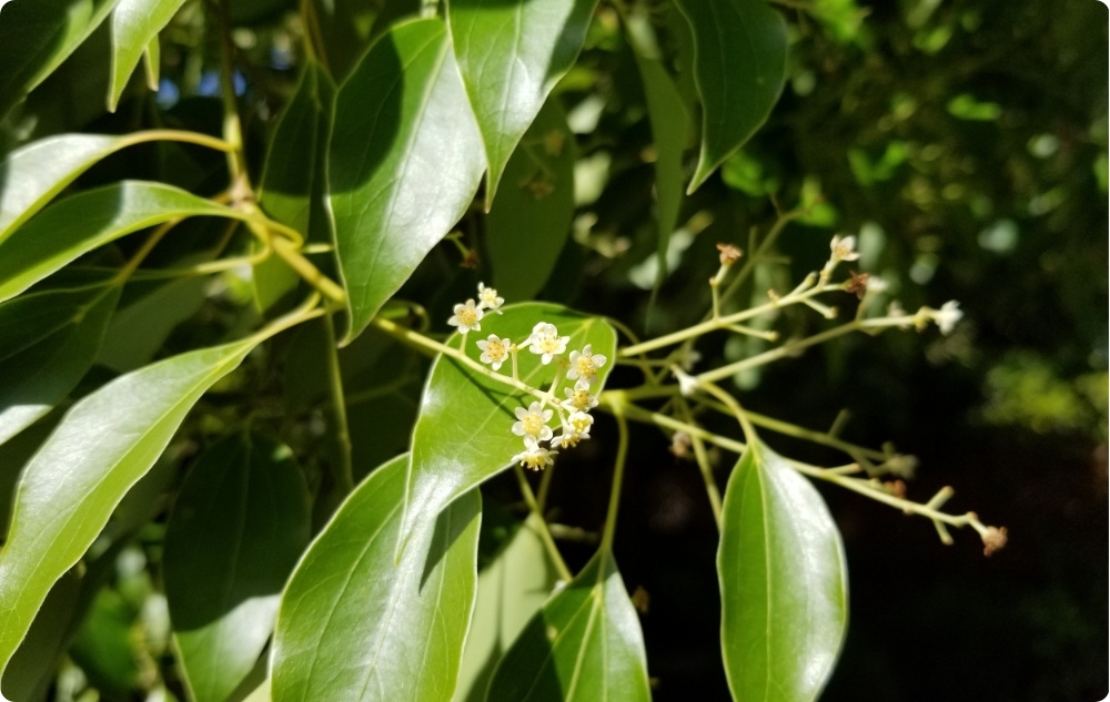 Σε τι βοηθάει το αιθέριο έλαιο Ραβιντσαρά?