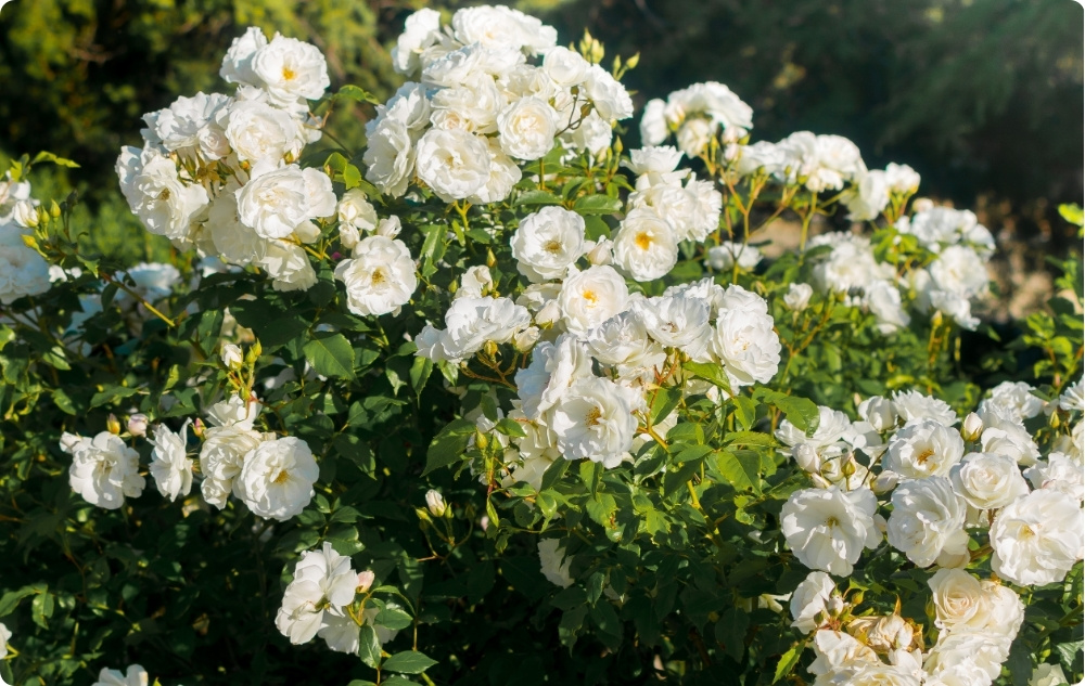 Σε τι βοηθάει το ανθόνερο Rosa Alba?