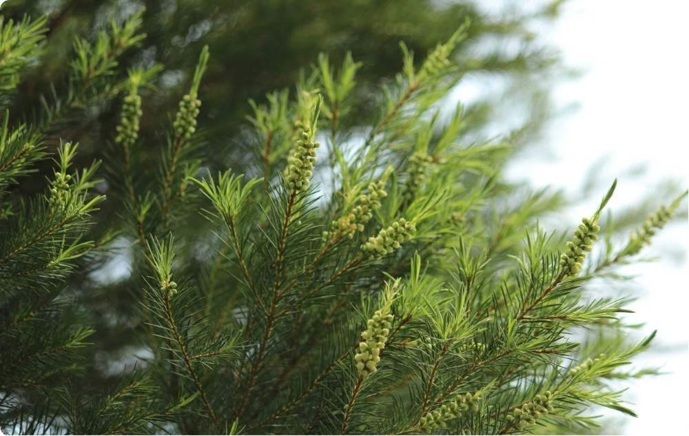 Σε τι βοηθάει το αιθέριο έλαιο Τεϊόδεντρο?