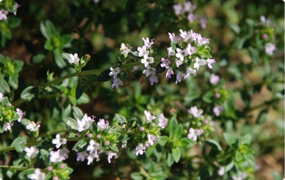 Σε τι βοηθάει το αιθέριο έλαιο Θυμάρι Θυμόλη?