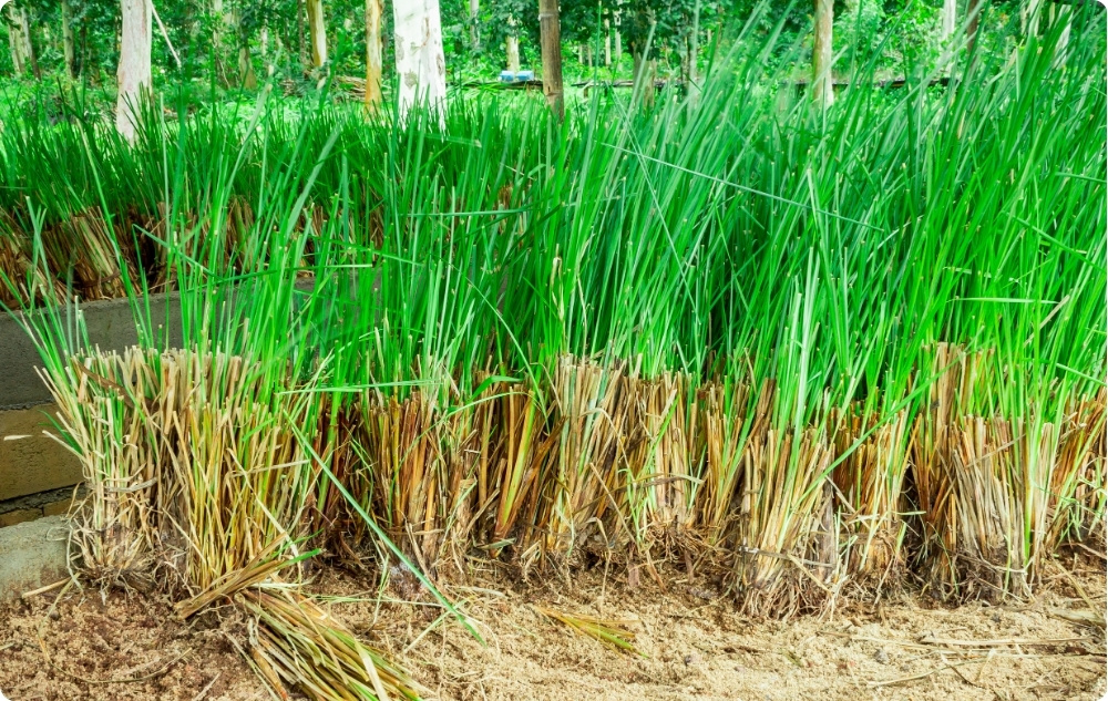 Σε τι βοηθάει το αιθέριο έλαιο Βετιβέρ?