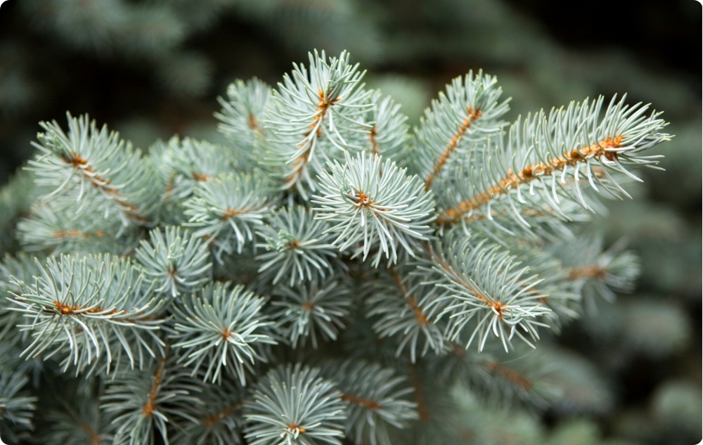 Σε τι βοηθάει το αιθέριο έλαιο Λευκής Ελάτης?
