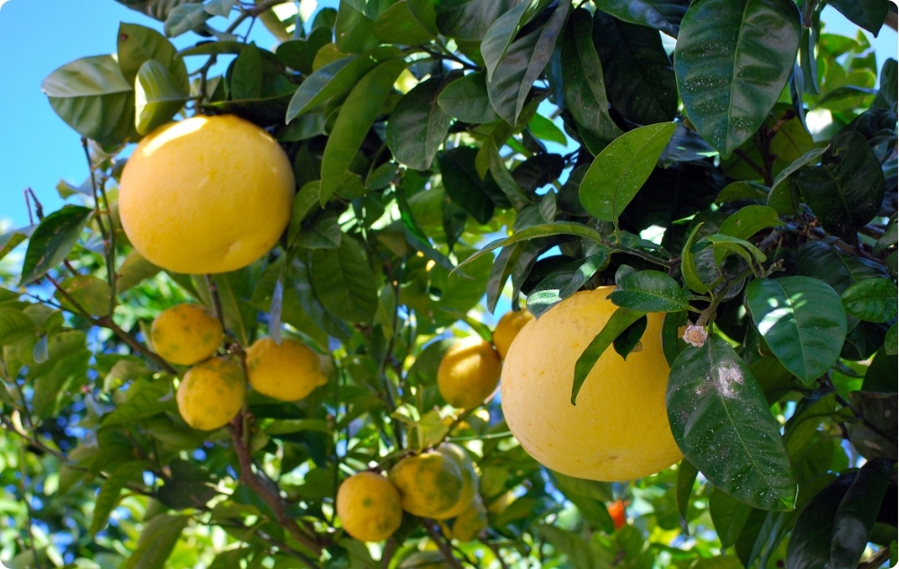 Σε τι βοηθάει το αιθέριο έλαιο Λευκού Γκρέιπφρου?