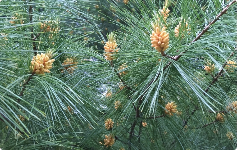 Γιατί επιλέξαμε αιθέρια έλαια Γλυκό Αμύγδαλο, Λευκη Πευκη και Λευκής Ελάτης?